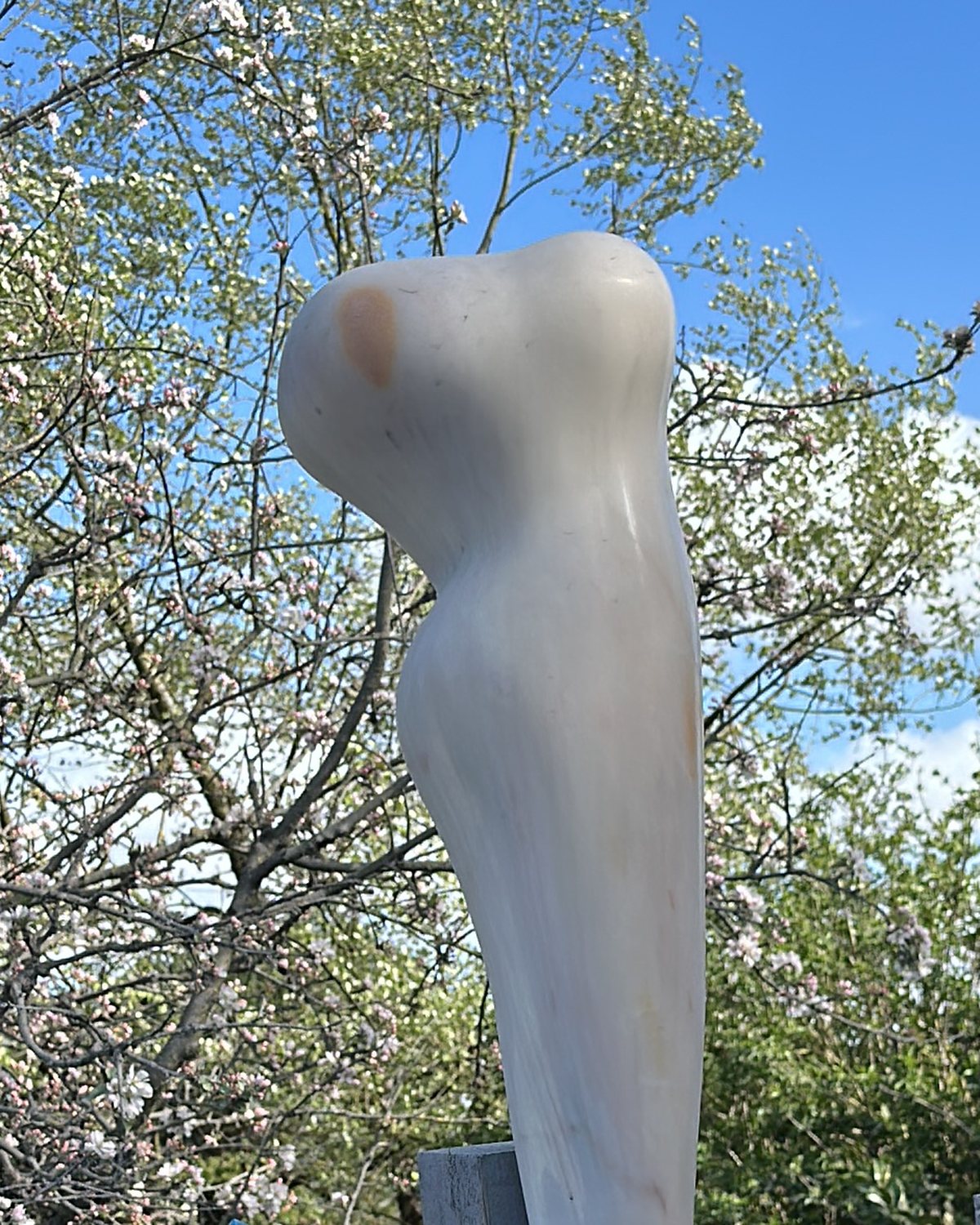 A polished cream stone torso, broad at the shoulders and tapering down, against blossom and blue sky